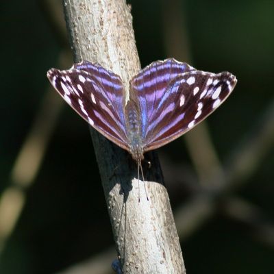 Mexican Bluewing ♀