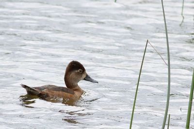 Ring-necked Duck ♀