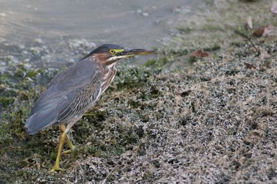Green Heron