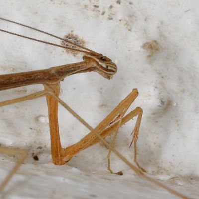 Thesprotia graminis * Grass-like Mantid
