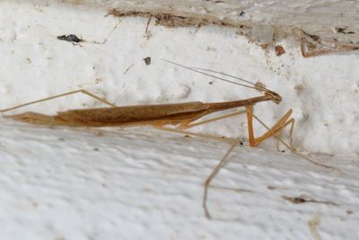 Thesprotia graminis * Grass-like Mantid
