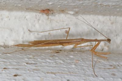 Thesprotia graminis * Grass-like Mantid