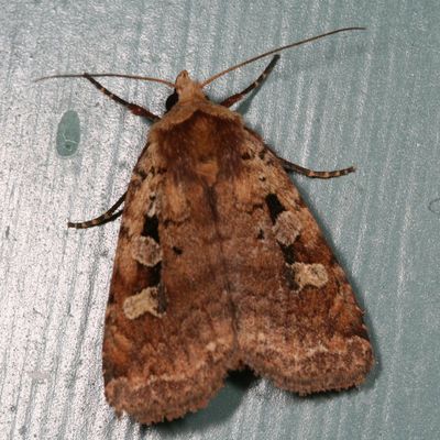 Hodges#10919 * Smaller Pinkish Dart * Diarsia jucunda