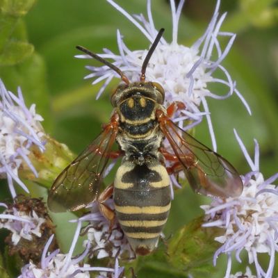 Genus Triepeolus