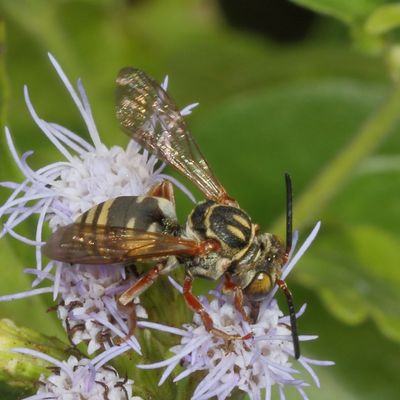 Genus Triepeolus