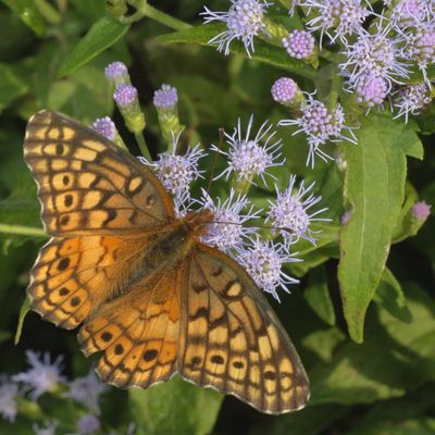Variegated Fritillary