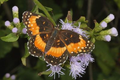 Bordered Patch