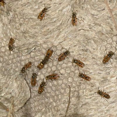 Brachygastra mellifica * Mexican Honey Wasp