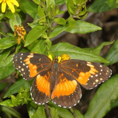 Bordered Patch