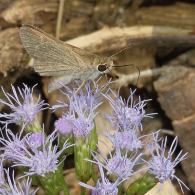 Eufala Skipper
