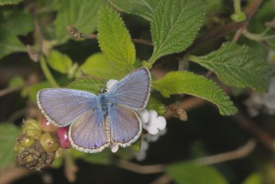 Reakirt's Blue ♂   