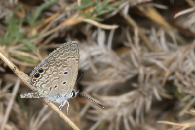 Ceraunus Blue