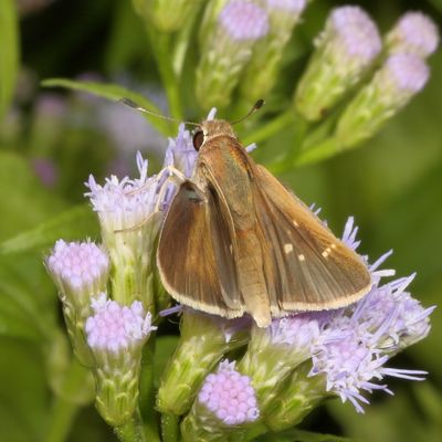 Eufala Skipper