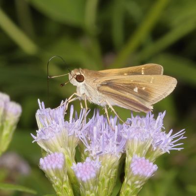 Eufala Skipper