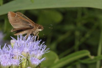 Clouded Skipper