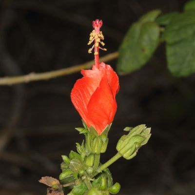 Malvaviscus arboreus * Turk's Cap 