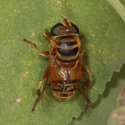 Palpada vinetorum  ♀ * Northern Plushback