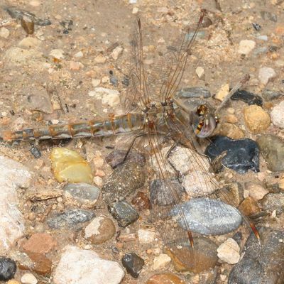 Variegated Meadowhawk  ♀