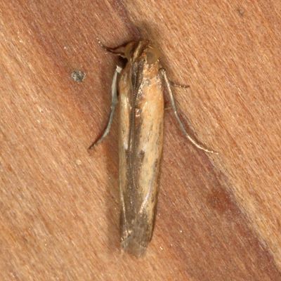 Hodges#5896 * Lesser Cornstalk Borer Moth * Elasmopalpus lignosella