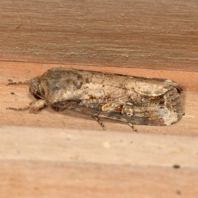 Hodges#9666 * Fall Armyworm ♂ * Spodoptera frugiperda
