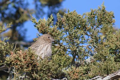 House Finch ♀