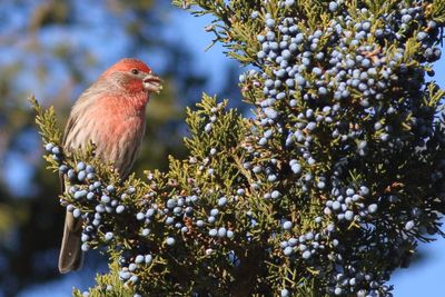 House Finch ♂