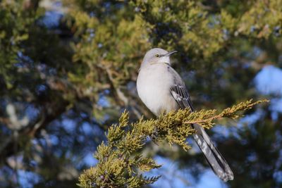 Northern Mockingbird