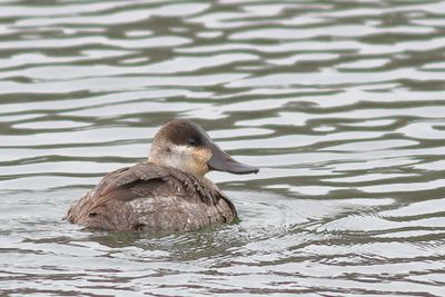 Ruddy Duck ♂