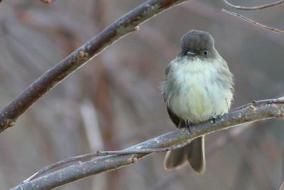 Eastern Phoebe