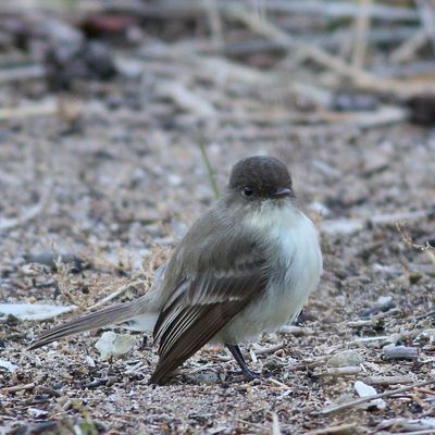 Eastern Phoebe