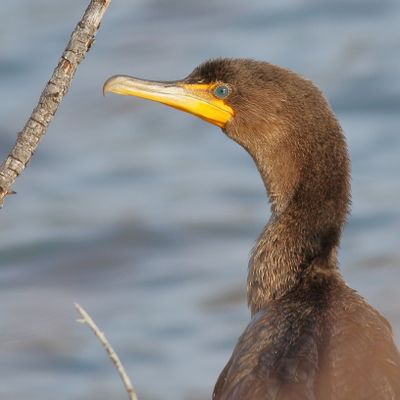 Double-crested Cormorant