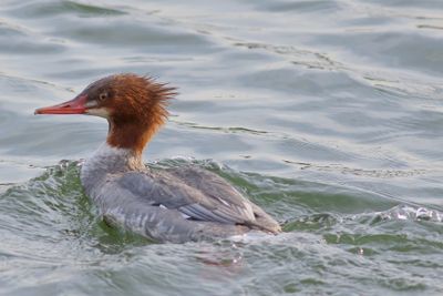 Common Merganser ♀