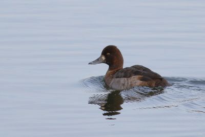 Lesser Scaup ♀
