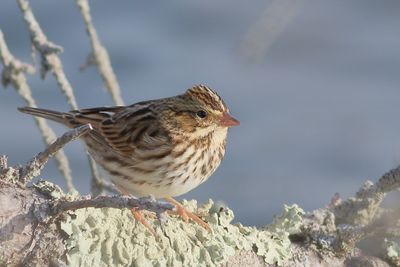 Savannah Sparrow