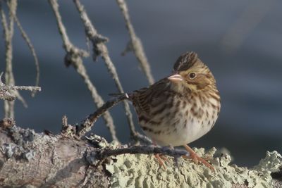 Savannah Sparrow