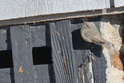 Virginia's Warbler