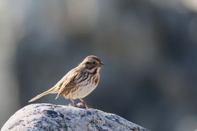 Song Sparrow