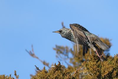 European Starling