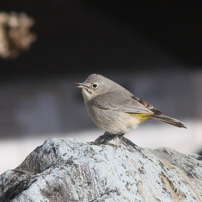 Virginias Warbler