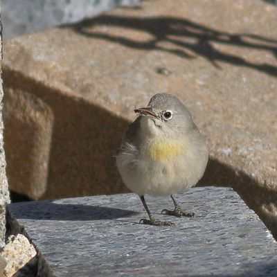 Virginias Warbler