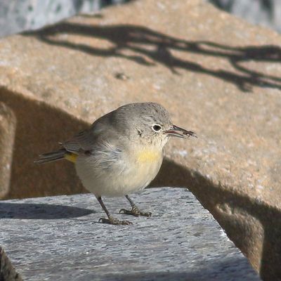 Virginias Warbler