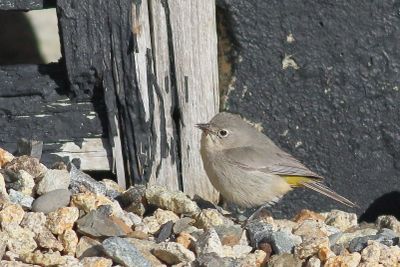 Virginias Warbler