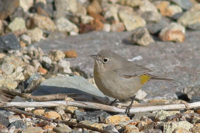 Virginias Warbler