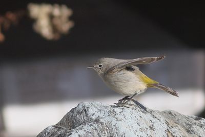 Virginias Warbler