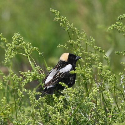 Bobolink ♂