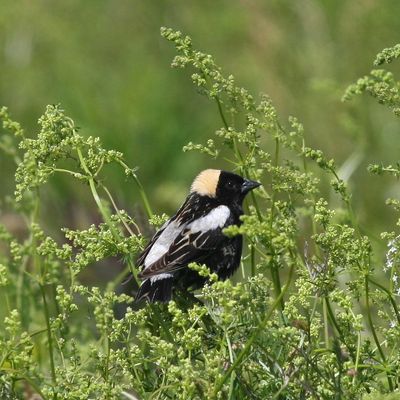 Bobolink