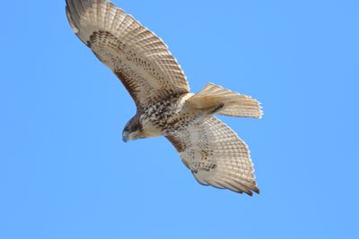 Red-tailed Hawk / juvenile