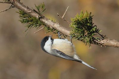 Black-capped Chickadee