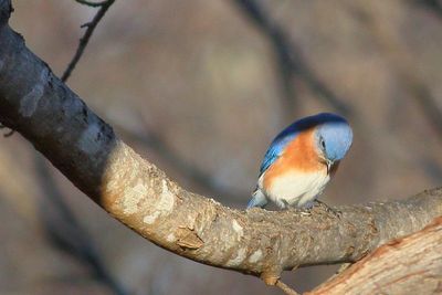Eastern Bluebird ♂
