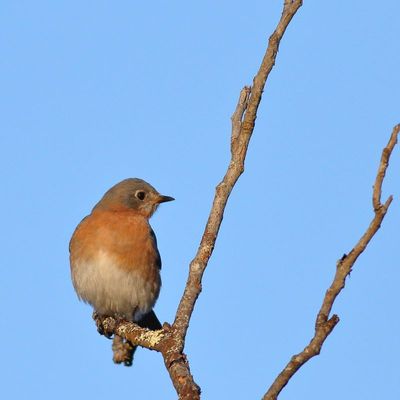 Eastern Bluebird ♀